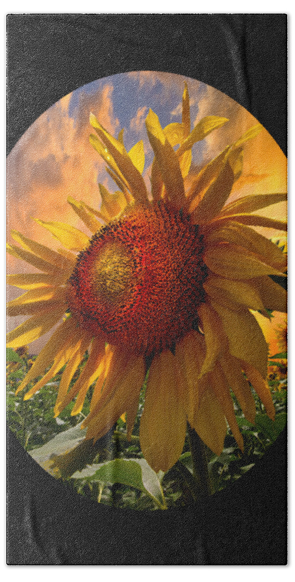 Sunflower Bath Towel featuring the photograph Sunflower Dawn in Oval by Debra and Dave Vanderlaan