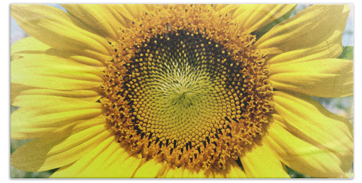 Sunflower Hand Towel featuring the photograph Sunflower Face by Pam Holdsworth