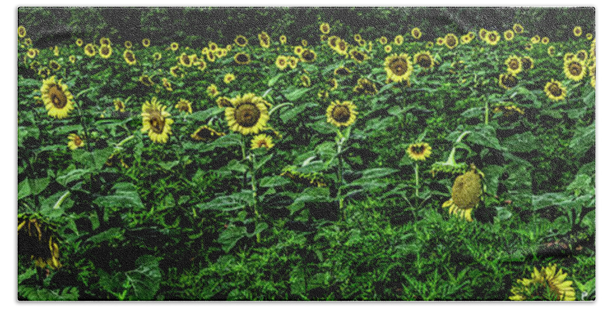 Beshers Bath Sheet featuring the photograph Sunflower Field Panorama by Thomas Marchessault