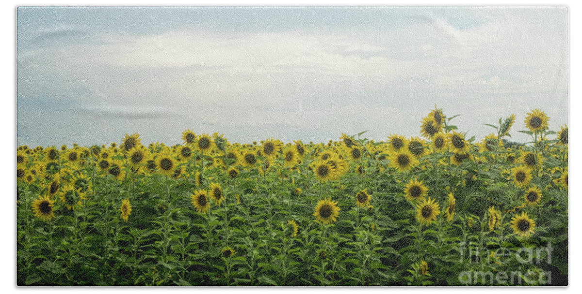 Garden Hand Towel featuring the photograph Sunflower Field by Ules Barnwell