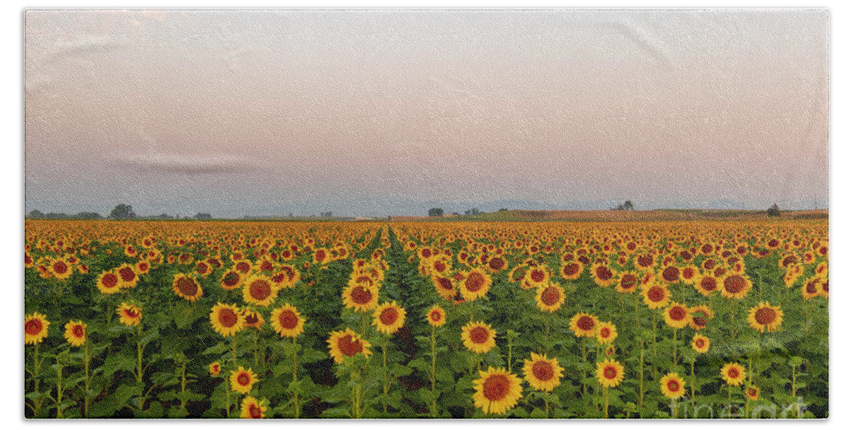 Sunflowers Bath Towel featuring the photograph Sunflower Fields Forever by Ronda Kimbrow