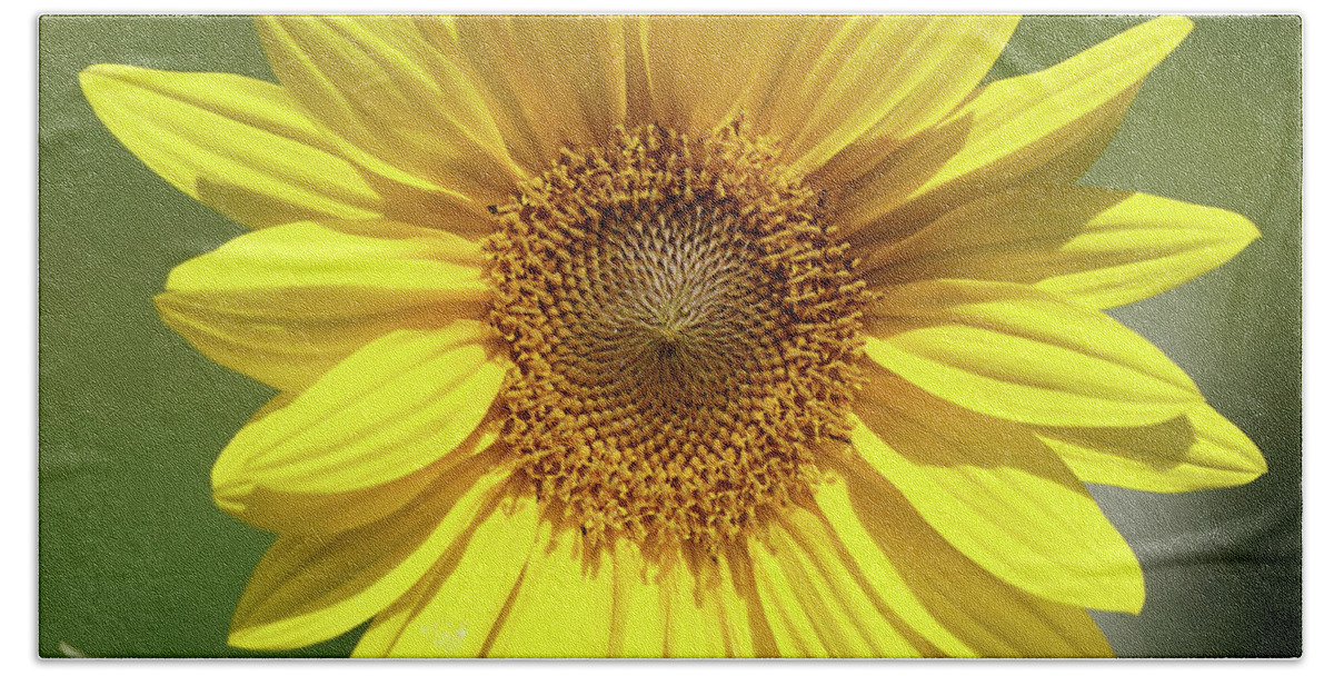 Sunflower Hand Towel featuring the photograph Sunflower in the Sun by Robert E Alter Reflections of Infinity