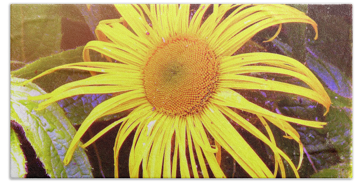 Sunflower Bath Towel featuring the photograph Sunflower by Lynn Bolt