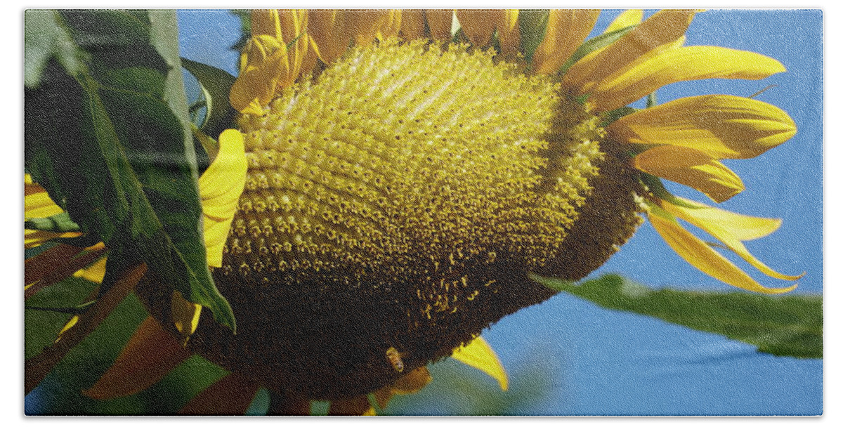 Sunflower Honeybee Bath Towel featuring the photograph Sunflower, Mammoth with Bees by Stephen Daddona