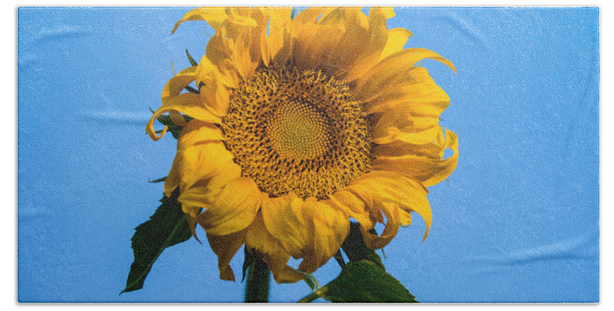 Sunrise Bath Towel featuring the photograph Sunflower Mandala #2 by Mindy Musick King