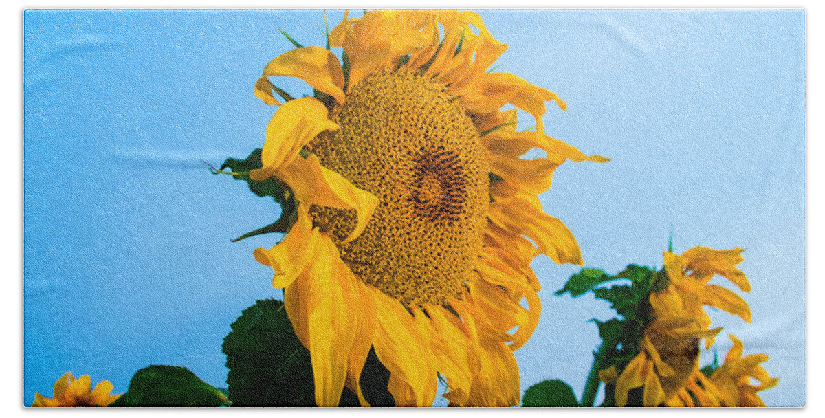 Sunrise Bath Towel featuring the photograph Sunflower Morning #2 by Mindy Musick King