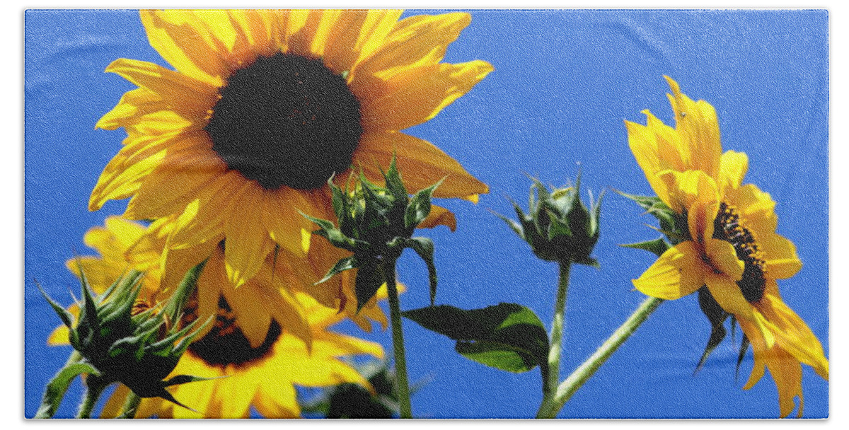Blue Bath Towel featuring the photograph Sunflower Morning Photograph by Kimberly Walker