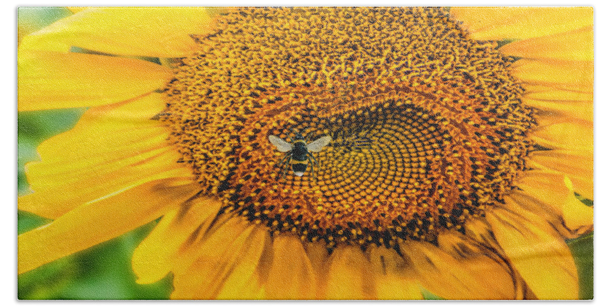 Sunflower Bath Towel featuring the photograph Sunflower Patch by Pat Cook