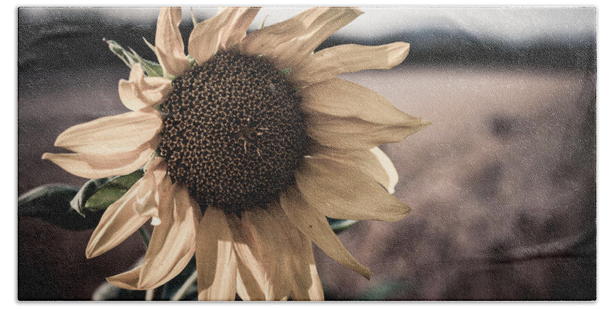 Sunflower Hand Towel featuring the photograph Sunflower Solitude by Miguel Winterpacht