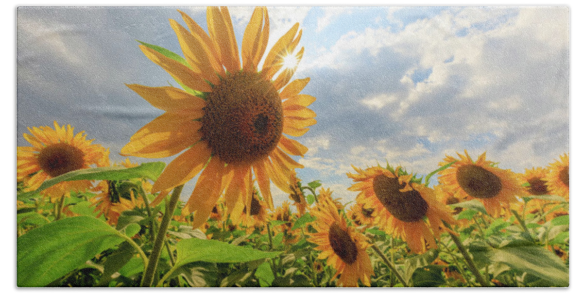 Sunflower Bath Towel featuring the photograph Sunflower Star by Rob Davies