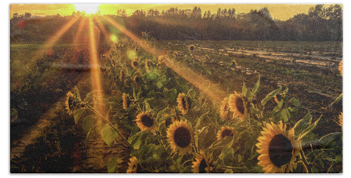 Sunflowers Hand Towel featuring the photograph Sunflower Sunrays on Long Island, New York by Alissa Beth Photography