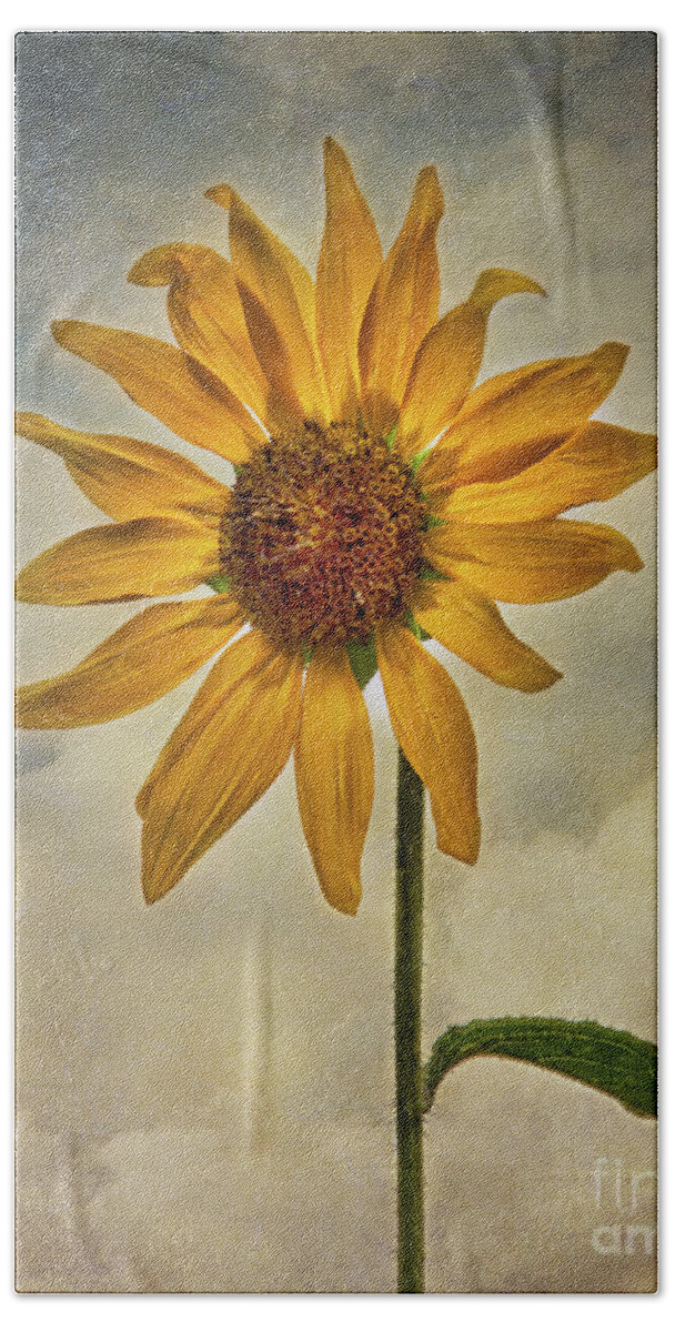 Sunflower Hand Towel featuring the photograph Sunflower Sunshine by Priscilla Burgers