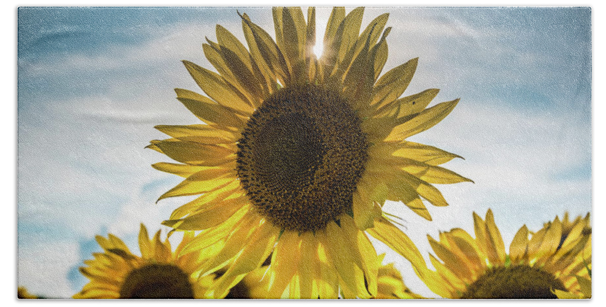 Field Bath Towel featuring the photograph Sunflower With Sun Peaking Through by Anthony Doudt