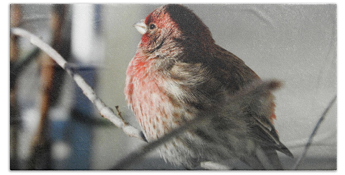 Housefinch Hand Towel featuring the photograph Sunlight On My Feathers by Janice Adomeit