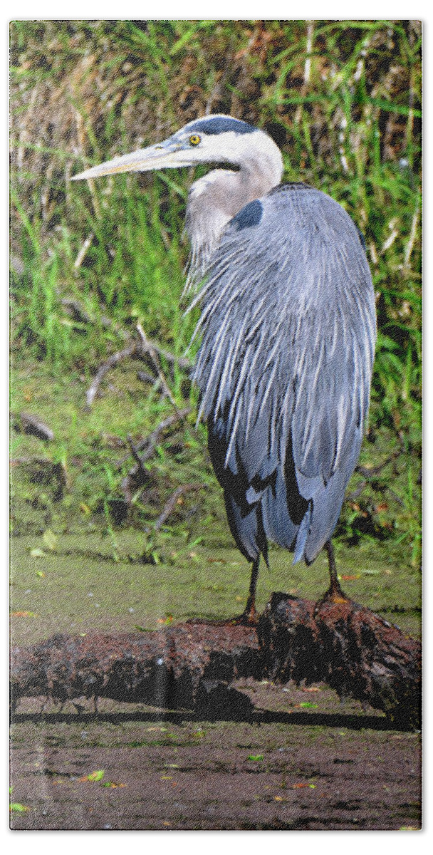 Denise Bruchman Bath Towel featuring the photograph Sunning Great Blue Heron by Denise Bruchman