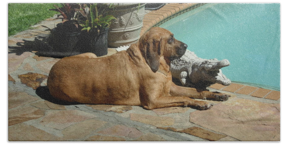 Bloodhound Bath Towel featuring the photograph Sunning by Val Oconnor