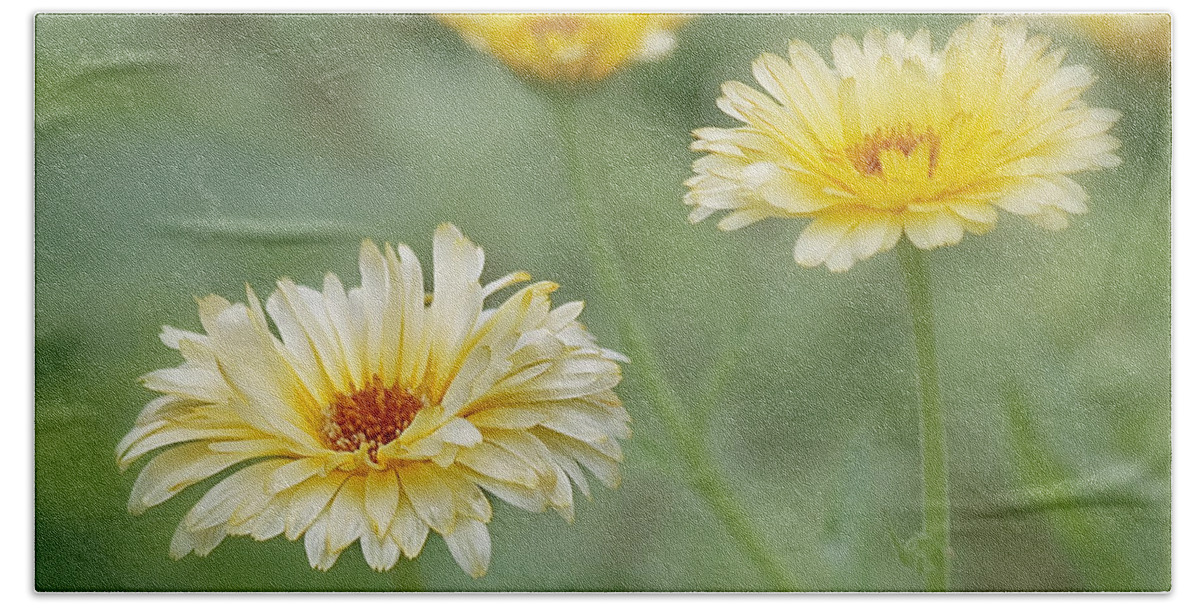 Yellow Flower Bath Towel featuring the photograph Sunny Daze by Kim Hojnacki