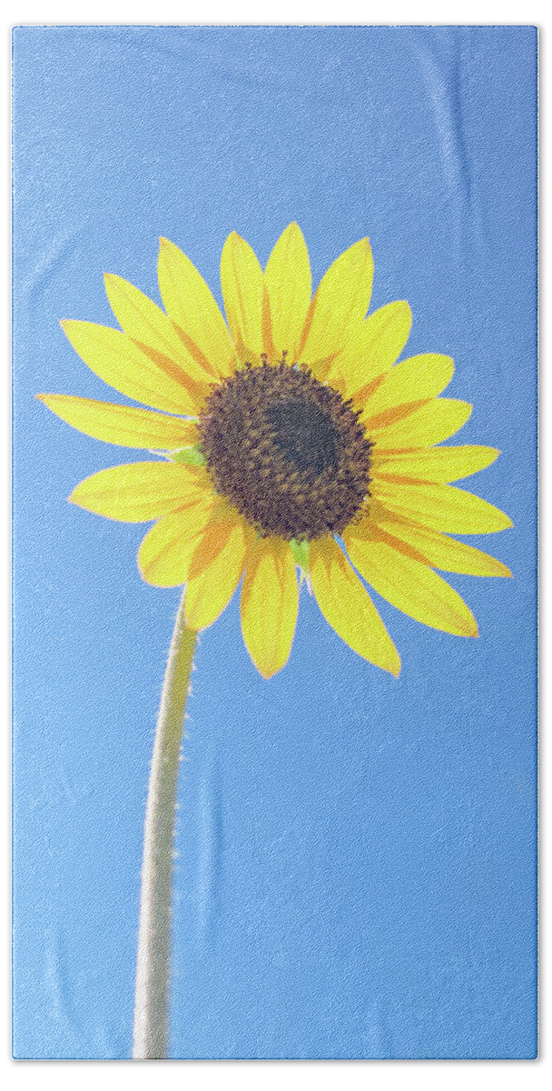 Sunflower Bath Towel featuring the photograph Sunny Delight by Jennifer Grossnickle