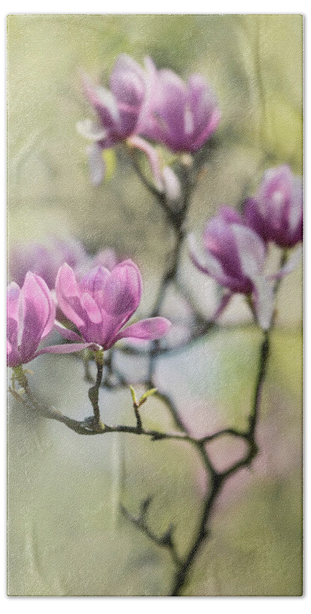 Magnolia Bath Towel featuring the photograph Sunny impression with pink magnolias by Jaroslaw Blaminsky
