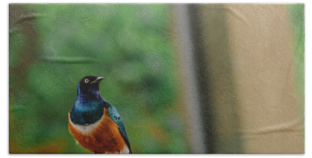Indianapolis Zoo Hand Towel featuring the photograph Superb Starling by Jamie Cook