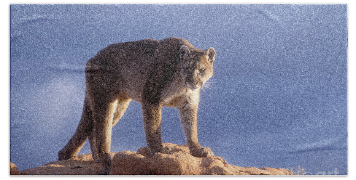 Cougar Bath Towel featuring the photograph Surveying the Territory by Sandra Bronstein