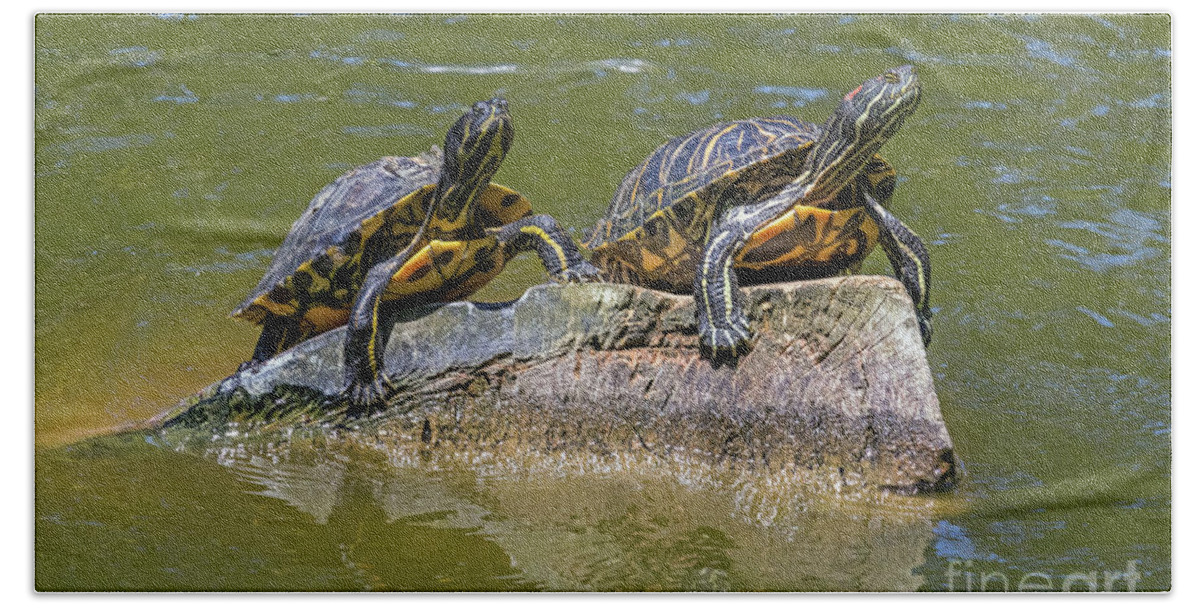 Turtles Bath Towel featuring the photograph Surveying Their Domain by Kate Brown