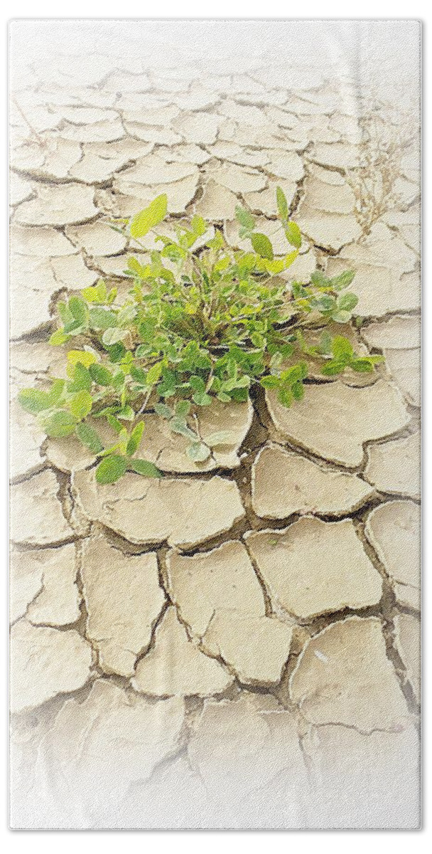 Drought Bath Towel featuring the photograph Surviving Drought 2 by Kathleen Voort