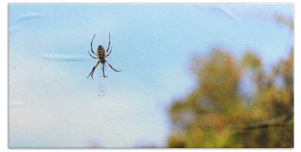Arachnid Hand Towel featuring the photograph Suspended Spider by Travis Rogers
