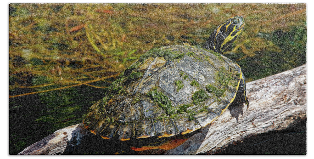 Suwannee Cooter Turtle Bath Towel featuring the photograph Suwannee Cooter Turtle Portrait by Sally Weigand