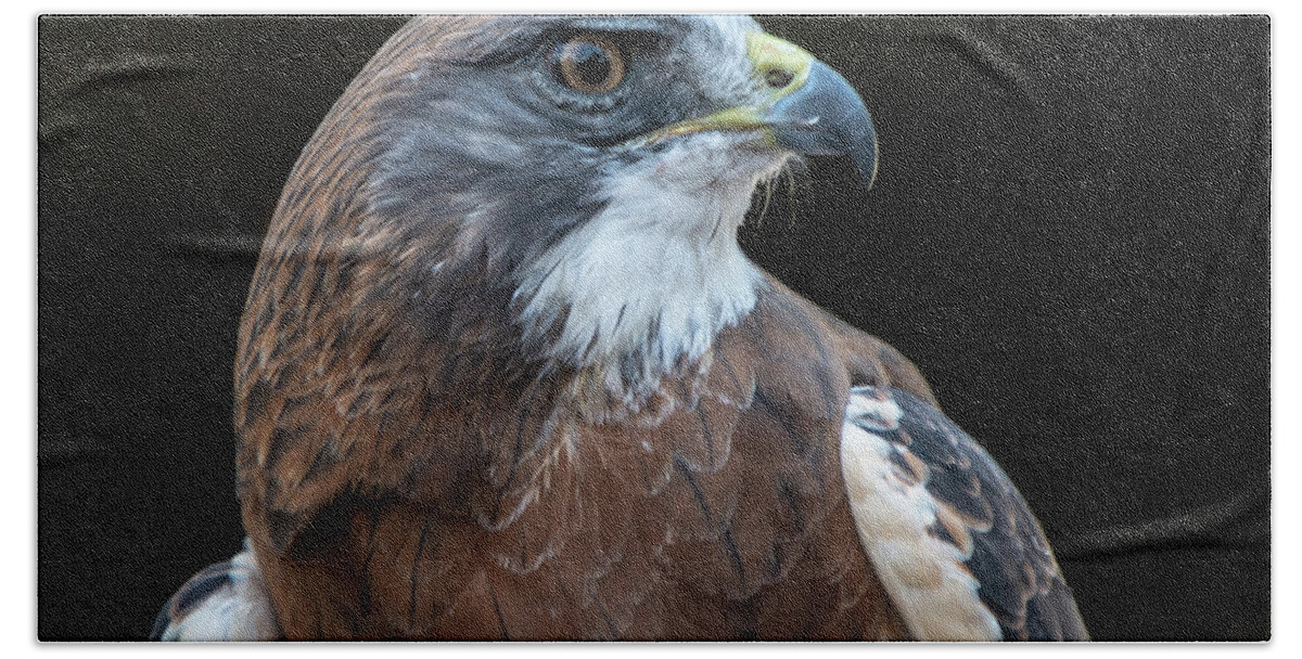 Swainson's Hawk Hand Towel featuring the photograph Swainson's Hawk Portrait by Stephen Johnson