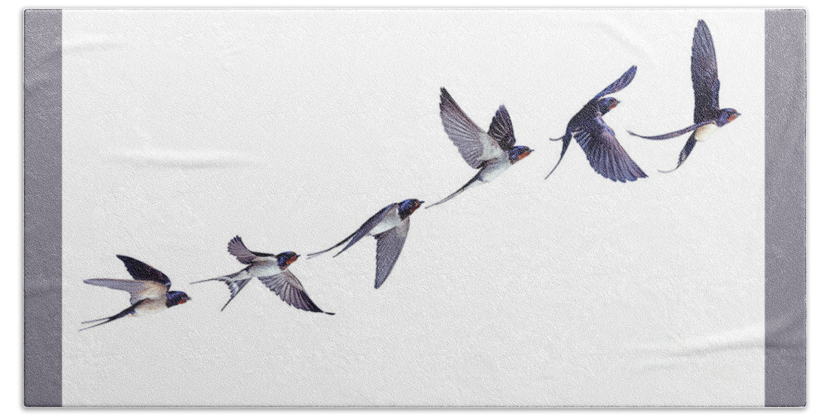 Barn Swallow Bath Towel featuring the photograph Swallow flight series by Warren Photographic
