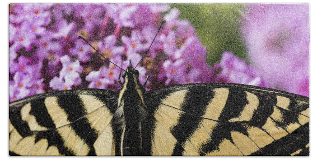 Butterflies Bath Towel featuring the photograph Swallowtail Butterfly on Butterfly Bush by Robert Potts
