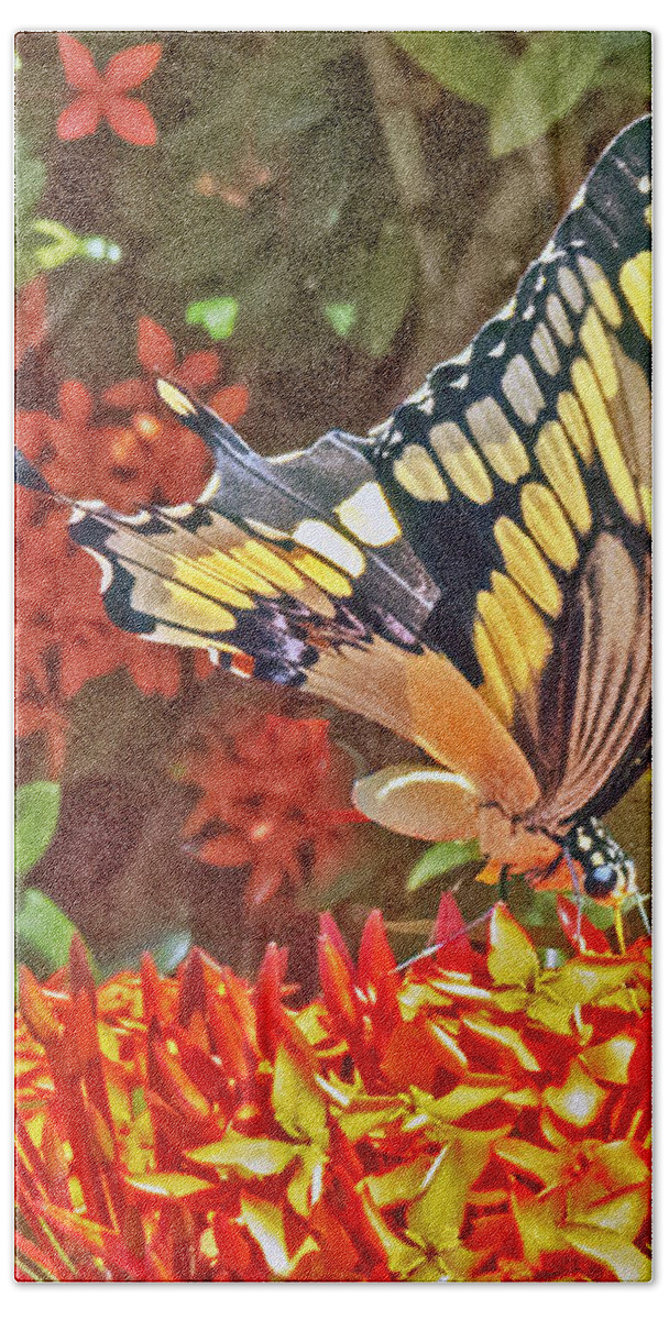 Butterfly Bath Towel featuring the photograph Swallowtail by T Guy Spencer