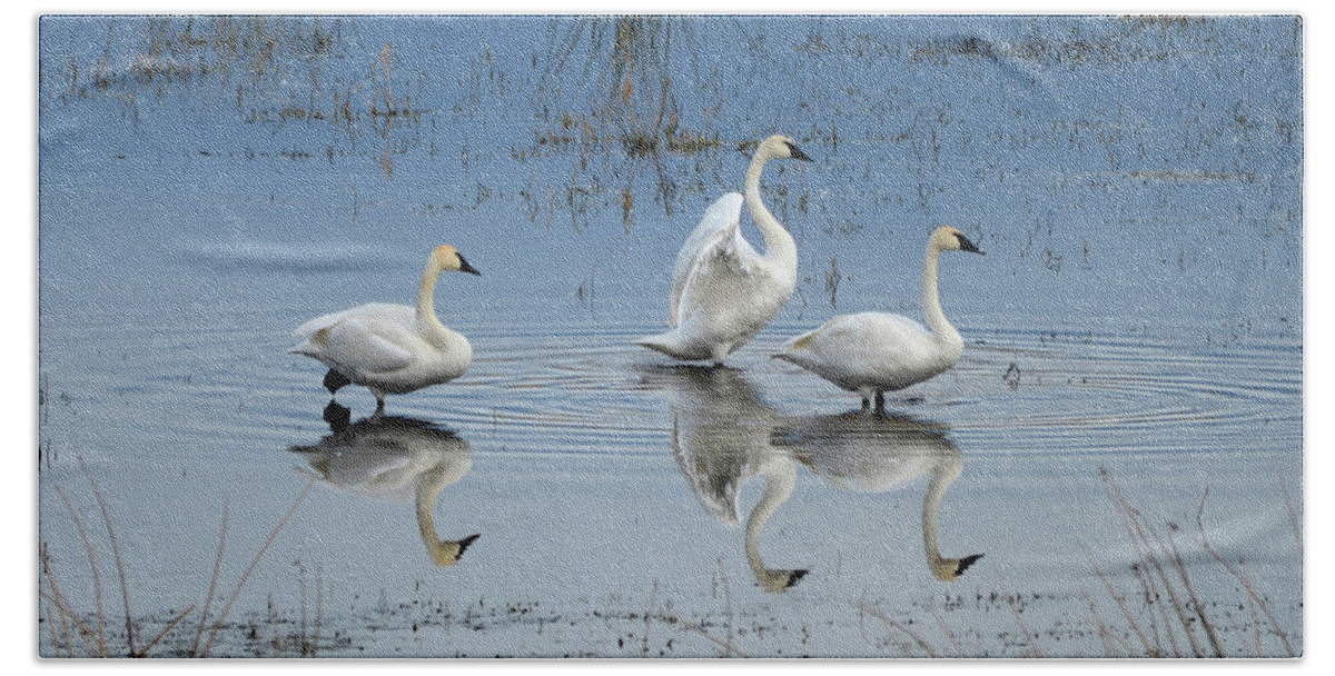 Swan Hand Towel featuring the photograph Swan Lake by Whispering Peaks Photography