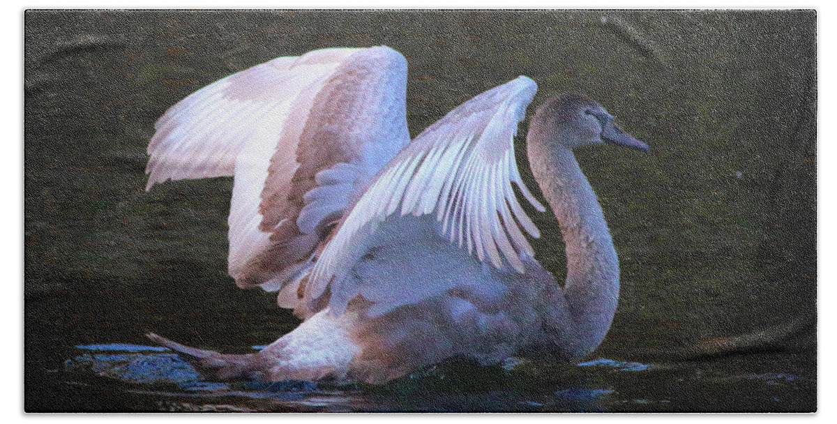 Swan Bath Towel featuring the photograph Swan Sequence Three St James Park by Veronica Batterson