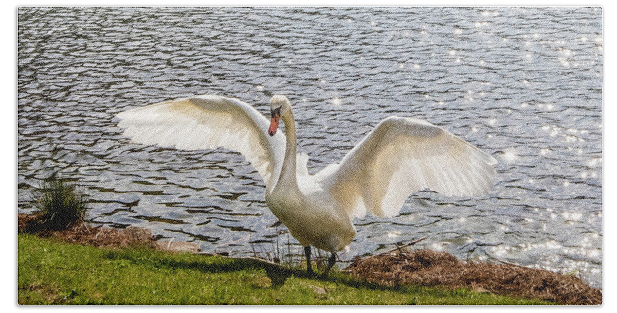 Swan Hand Towel featuring the photograph Swan Song by Cynthia Wolfe