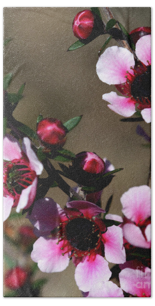 Blossom Bath Towel featuring the photograph Sweet Cherry by Stephen Melia