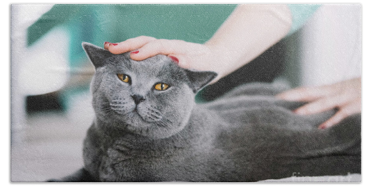 Pet Bath Towel featuring the photograph Sweet grey cat laying on the bed by Michal Bednarek