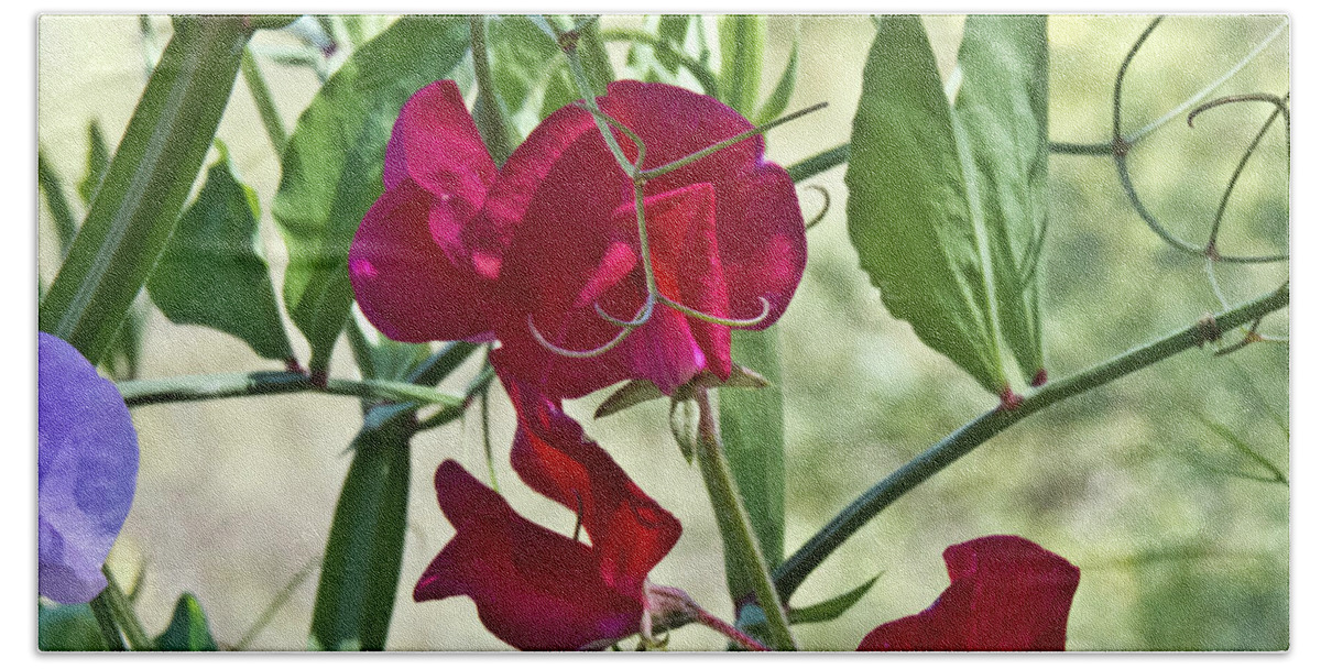 Boyce Thompson Arboretum Bath Towel featuring the photograph Sweet Peas in the Shade by Kathy McClure