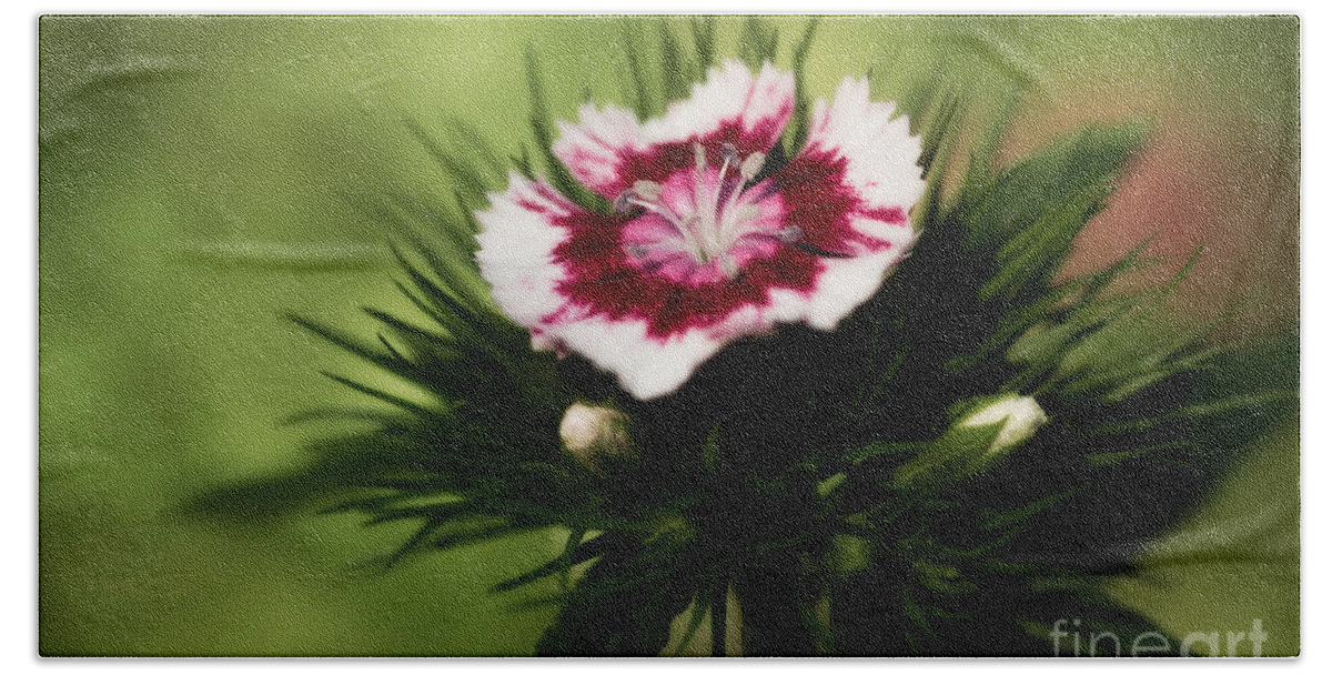 Botanical Hand Towel featuring the photograph Sweet William by Venetta Archer