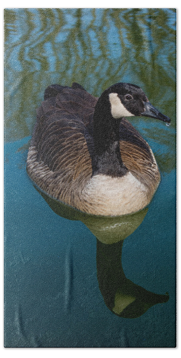 Goose Bath Towel featuring the photograph Swimming Goose by Pamela Williams
