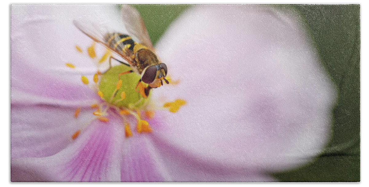 Syrphus Hand Towel featuring the photograph Syrphus Ribesii Hoverfly on Flower by Rick Deacon