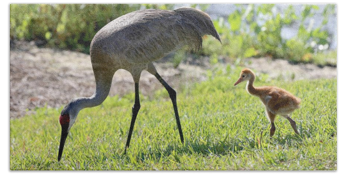 Sandhill Cranes Hand Towel featuring the photograph Tag Along Sandhill Crane Chick by Carol Groenen