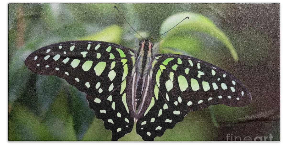 Tailed Jay Bath Towel featuring the photograph Tailed Jay by Eva Lechner
