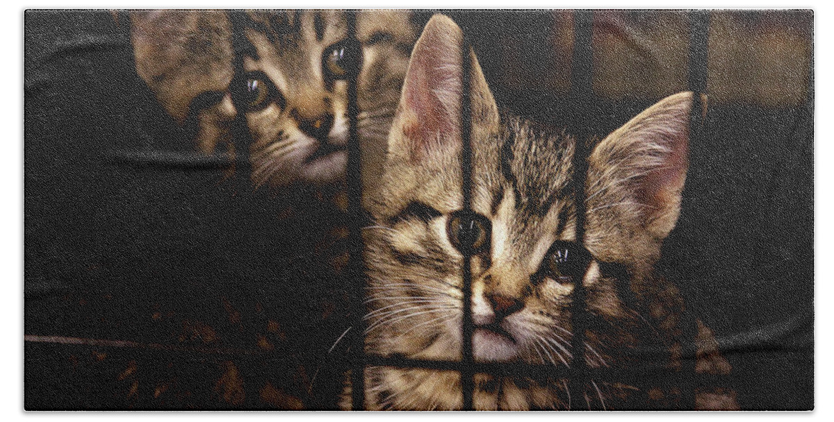 Kittens Hand Towel featuring the photograph Take me home by Tatiana Travelways
