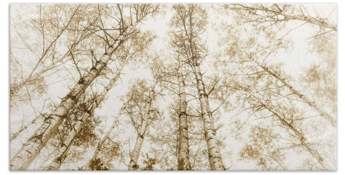 Trees Bath Towel featuring the photograph Tall aspens by Elena Elisseeva