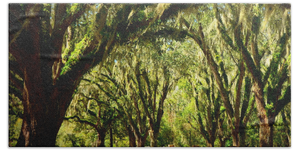 Tallahassee Bath Towel featuring the photograph Tallahassee Canopy Road by Carla Parris