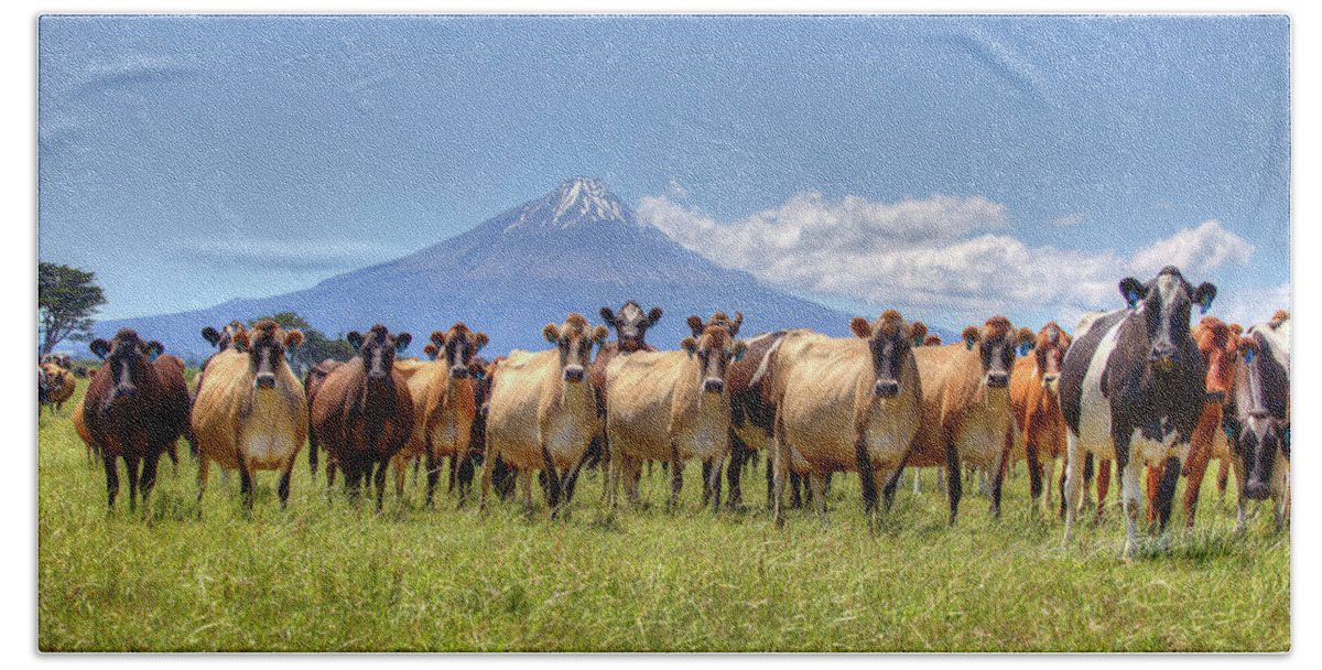 Cows Hand Towel featuring the photograph Taranaki Cows by Peter Kennett