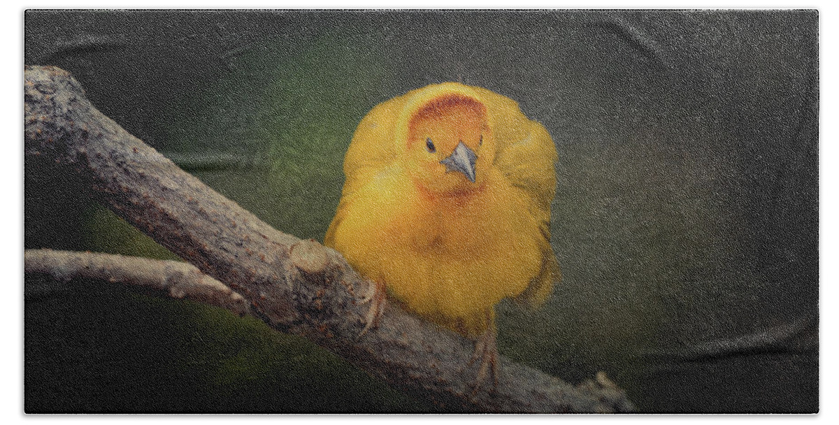 Yellow Hand Towel featuring the photograph Taveta Golden Weaver by Maria Angelica Maira