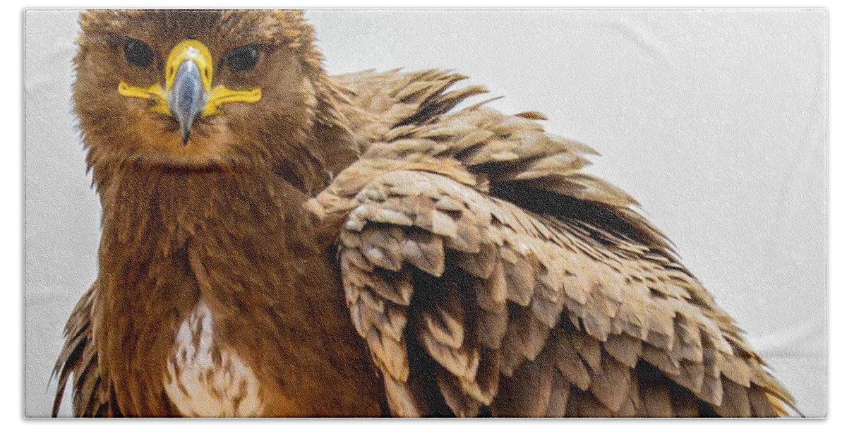 Africa Hand Towel featuring the photograph Tawny Eagle Close Up by Marilyn Burton